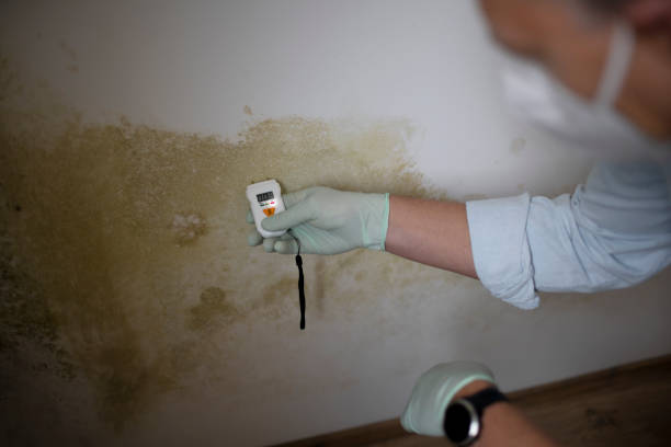 Best Residential Mold Removal  in Fremont, NE