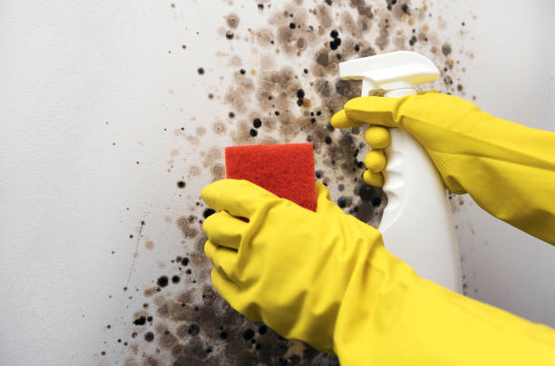 Best Mold Removal and Inspection  in Fremont, NE