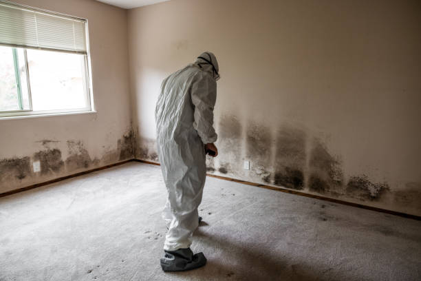 Best Mold Damage Repair  in Fremont, NE